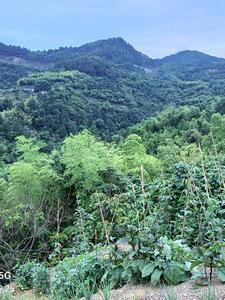 都市风水师高手